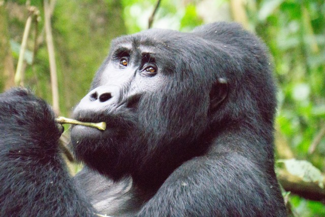 Gorilla a Bwindi nemzeti parkban