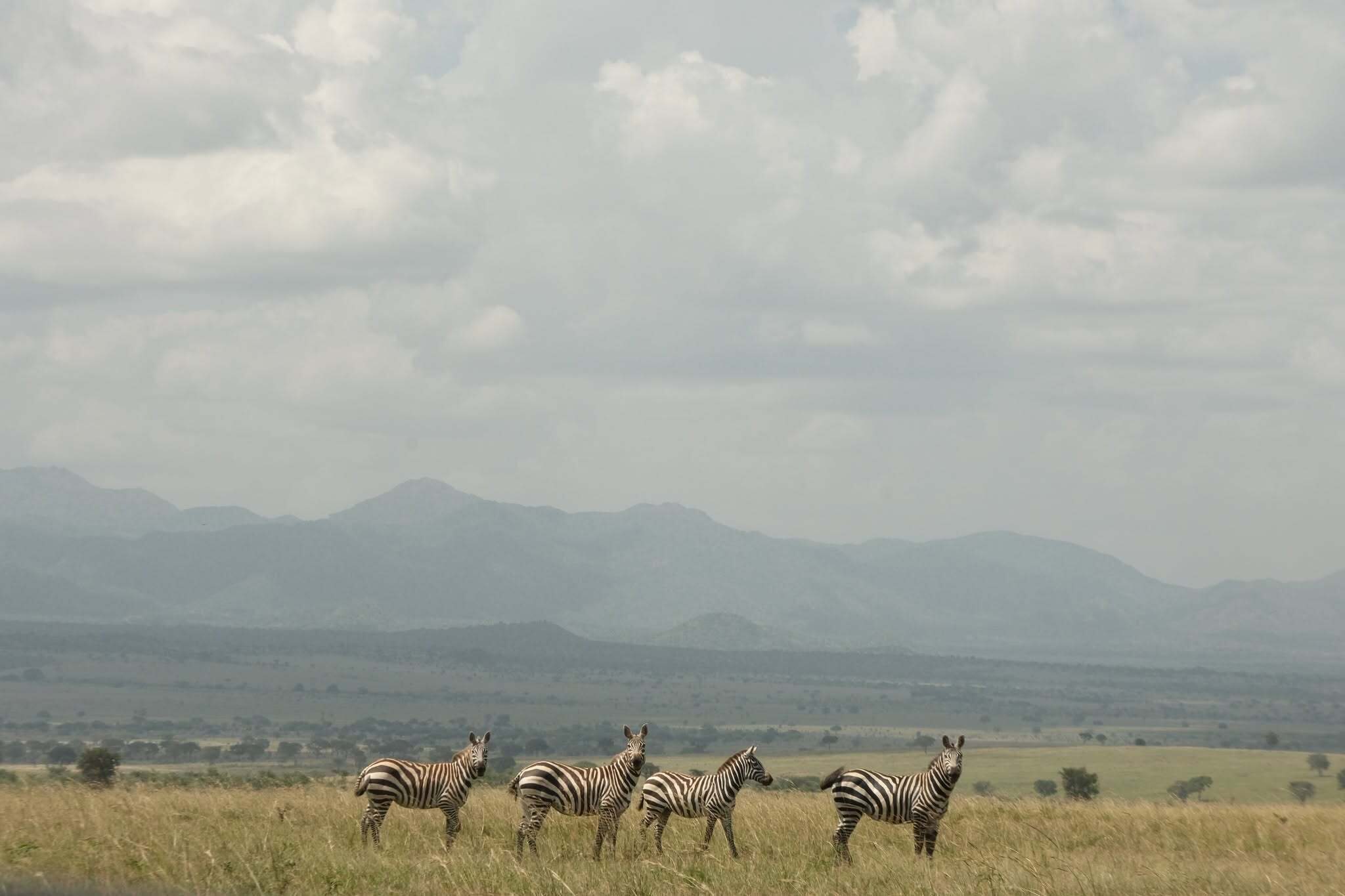 Kidepo: szafari a saját tempódban