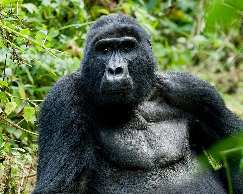 Gorillák és csimpánzok Ugandában: találkozások az erdőben