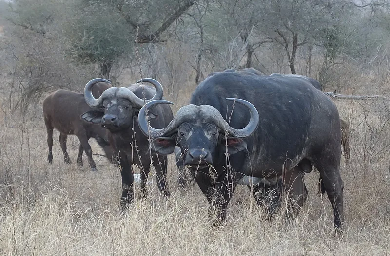 Bivalyok a Krugerben