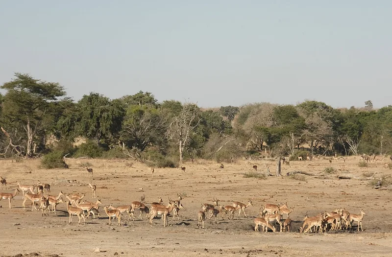 Gazellák a szavannán Dél-Afrikában