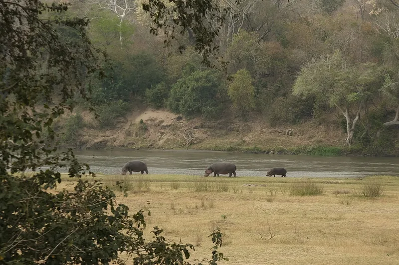 Vízilovak a Majete Nemzeti Parkban