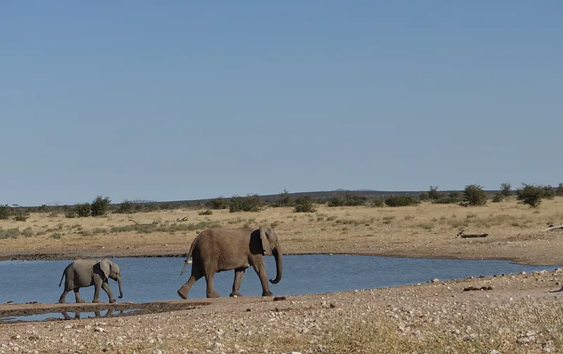 Elefántok az Etosha Nemzeti Parkban, Namíbiában