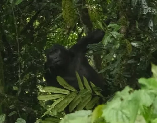 Gorilla a Bwindi nemzeti parkban
