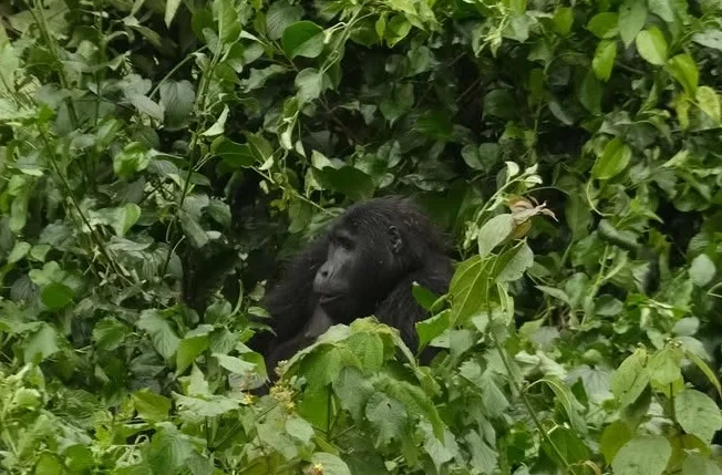 Hegyi gorilla a Bwindi Nemzeti Parkban