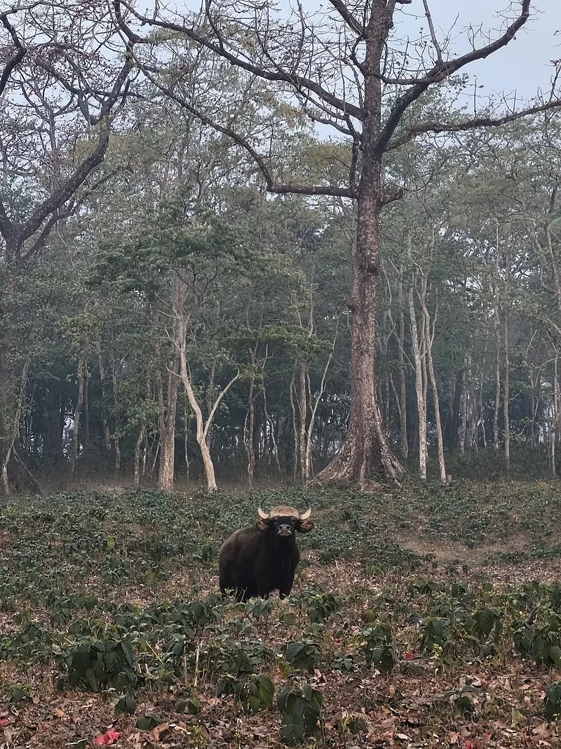 Gaur a Jaldapara Nemzeti Parkban