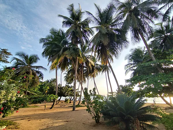 Ebodjé
