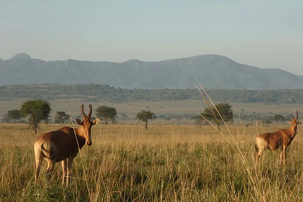 Kidepo Nemzeti Park