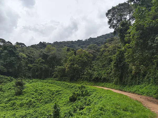 Bwindi Nemzeti Park