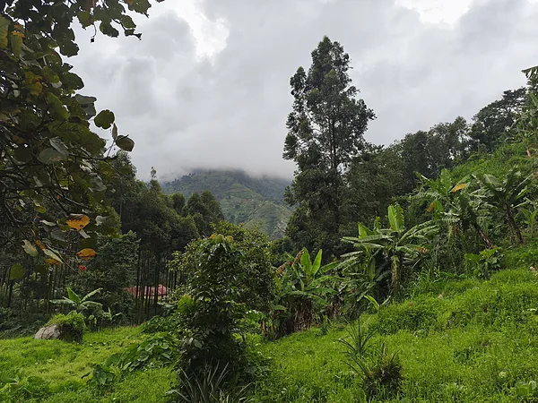 Rwenzori