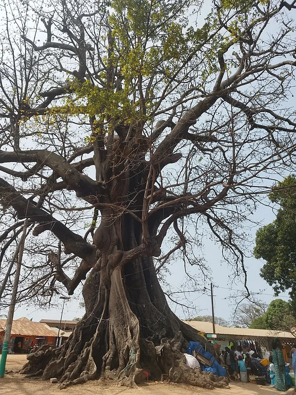 Baobabfa