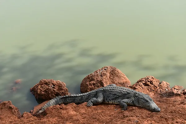 Krokodil a Bandiában