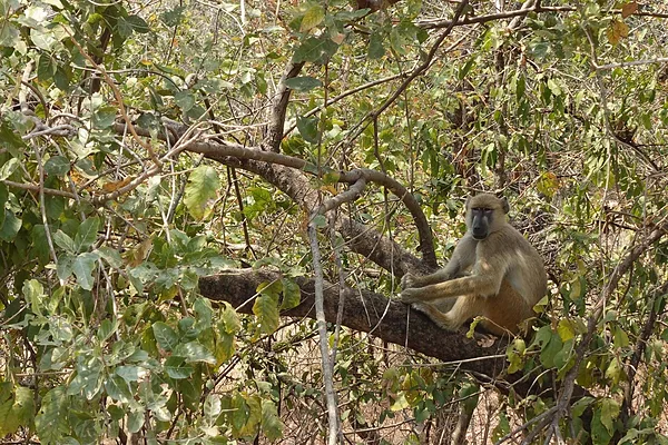 Majete Nemzeti Park
