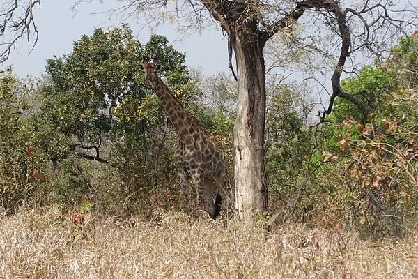 Majete Nemzeti Park