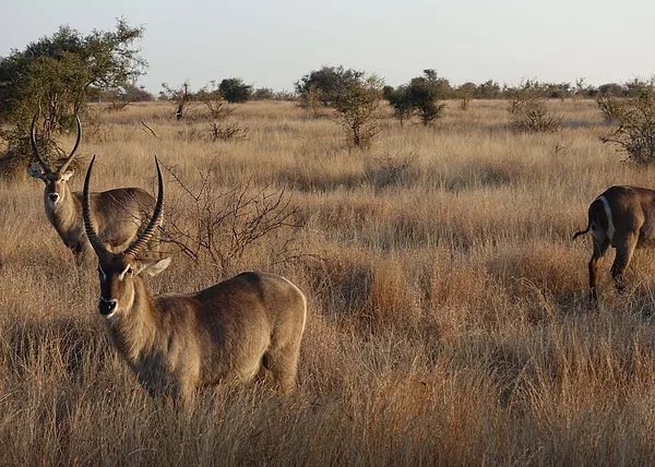 Mocsáriantilop a Krugerben