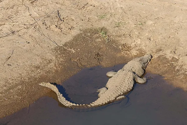 Krokodil a Krugerben