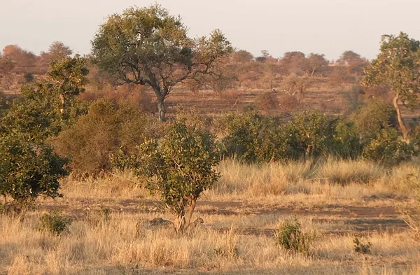 Oroszlán a Krugerben