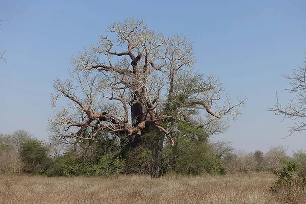 Baobabfa