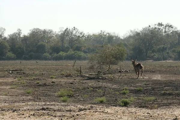 Zinave Nemzeti Park