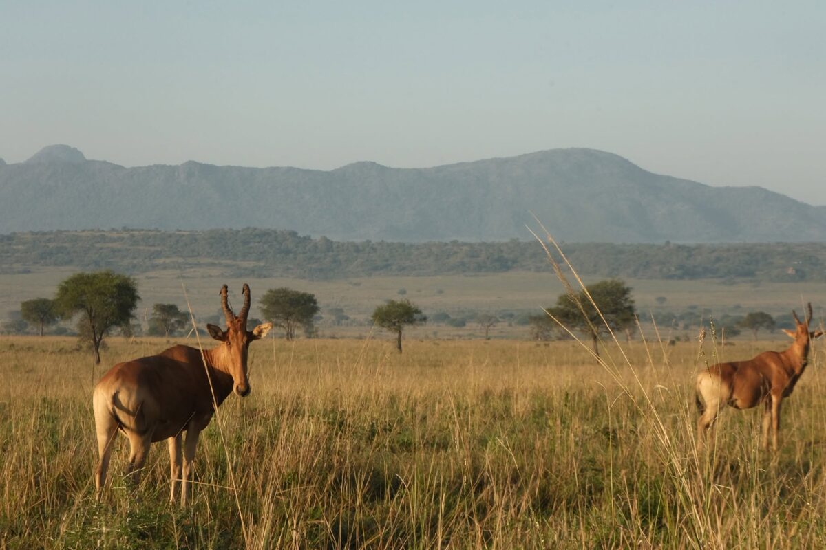 Jackson-féle hartebeest a Kidepo-völgyben