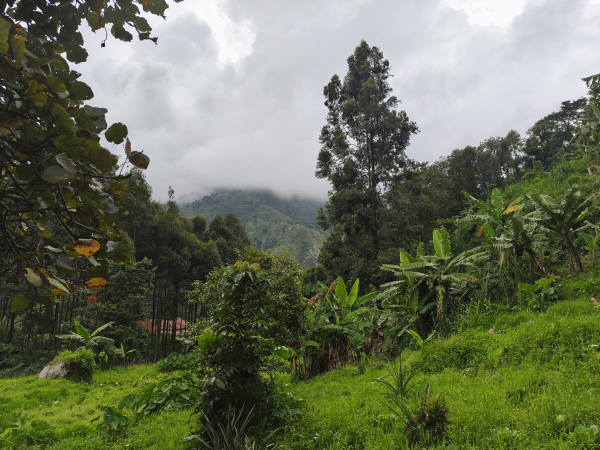 Rwenzori-hegység