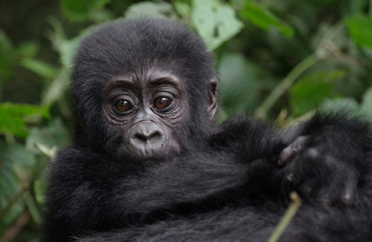 Gorilla a Bwindi nemzeti parkban
