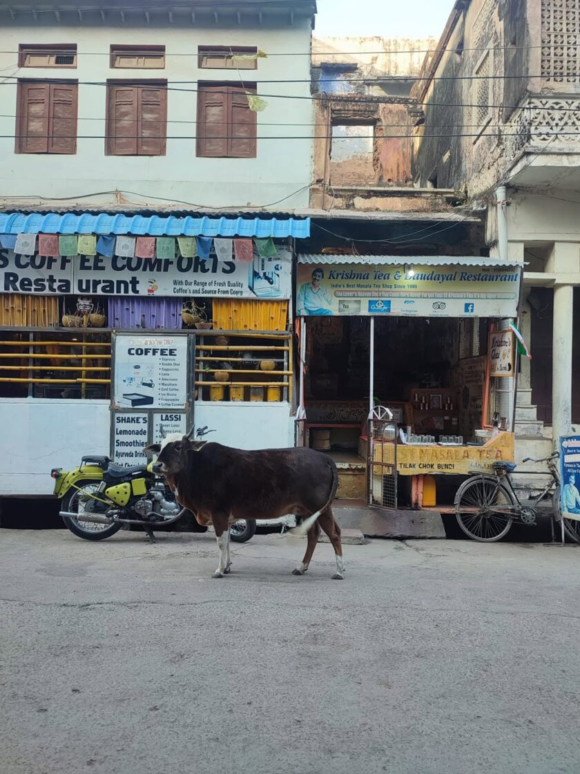 bundi5.jpg