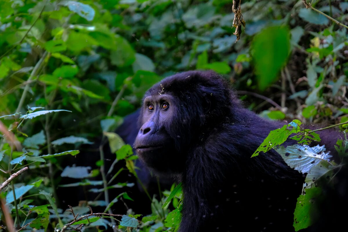 Gorilla a Bwindi nemzeti parkban