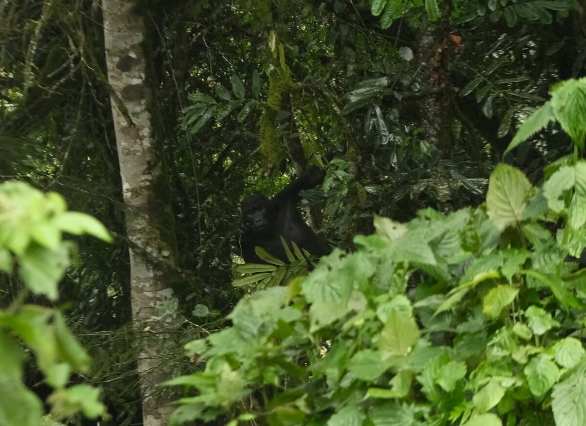 Gorilla a Bwindi nemzeti parkban