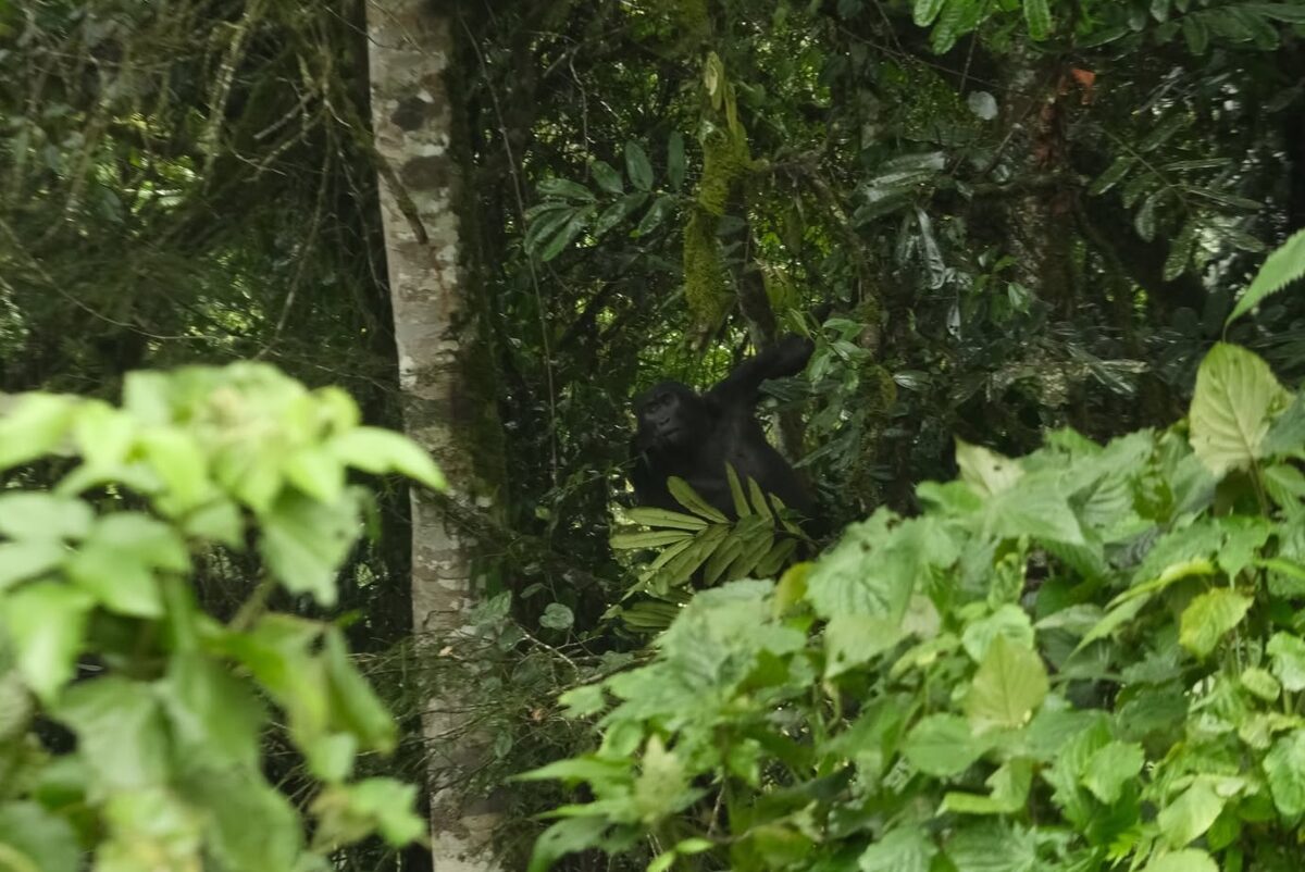 Gorilla a Bwindi nemzeti parkban