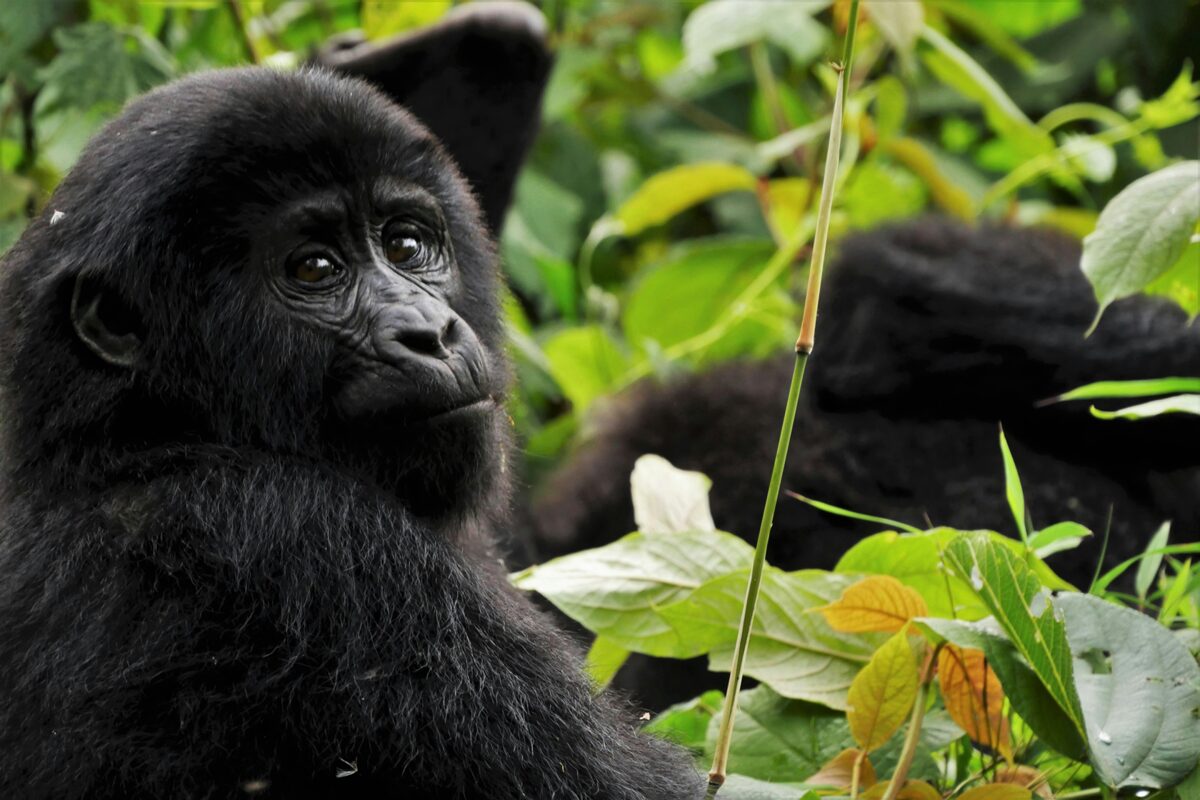 Gorilla a Bwindi nemzeti parkban