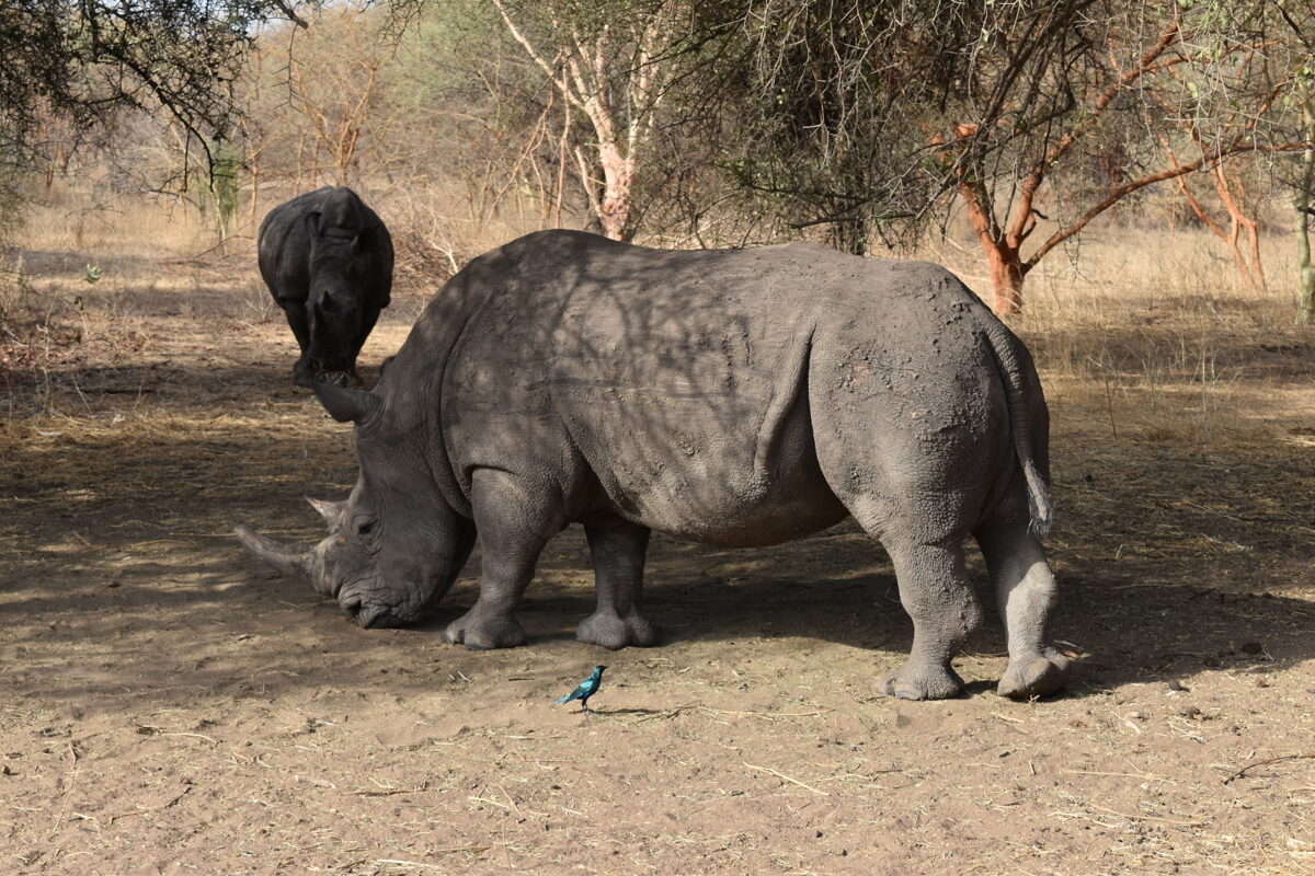rhino.JPG